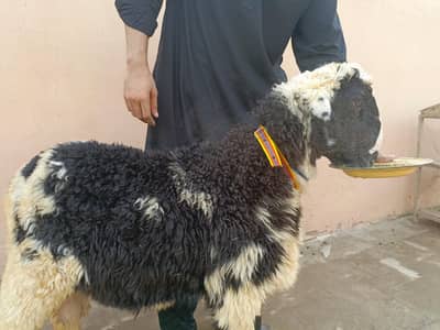 Ghulabi Mundra For Sale
