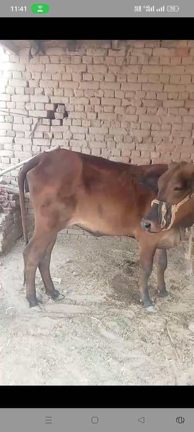 sahiwal nasal for sale 03221211700 Whatsapp number
