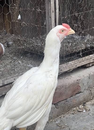 Pakistani Heera Aseel for sale