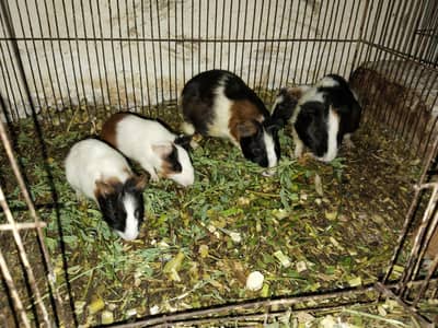 guinea pig