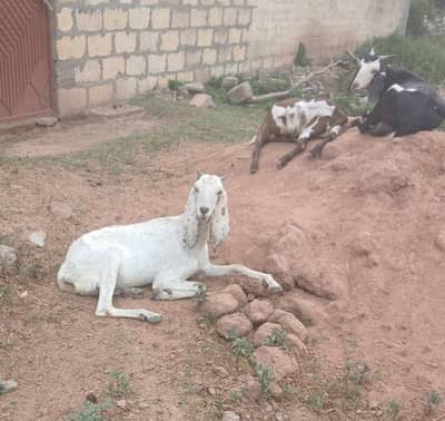 Nor Pori Goat