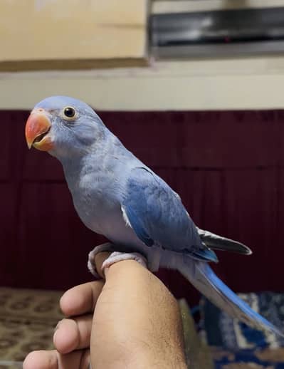 Voilet Blue Ringneck self Male