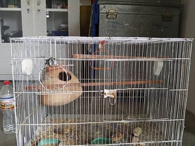 Love birds breeder