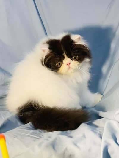 Persian cats My WhatsApp 03463968260 ///@#_¥£¥¢€£€£€£