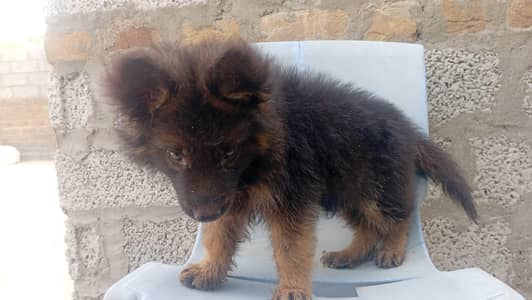 mail and female long cort 03455969401