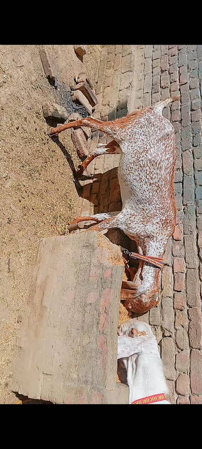 Makhi cheni Dasi bakri