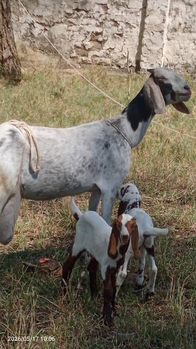Goats for Sale
