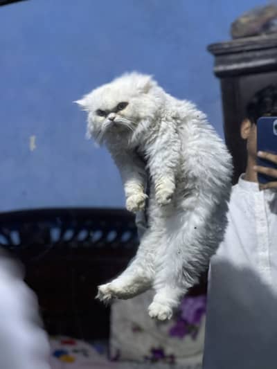 Persian Female
