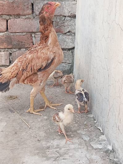 for sale 1 aseel mianwali murgi plus 4 kids