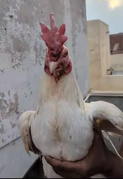 toplay chicks / aseel chicks / lasani chicks / bengum chicks / shamo