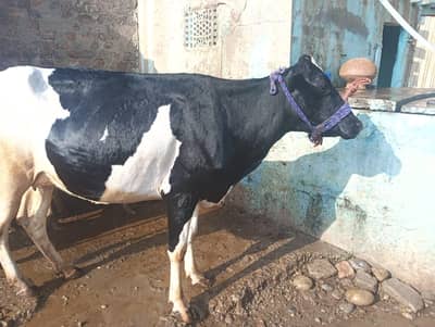 Farizian Mix Cow