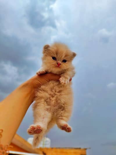 Persian kitten for sale on reasonable price