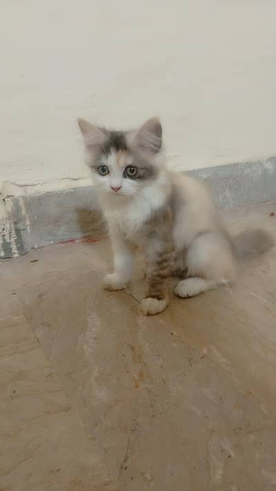 Need To Urgent Sale