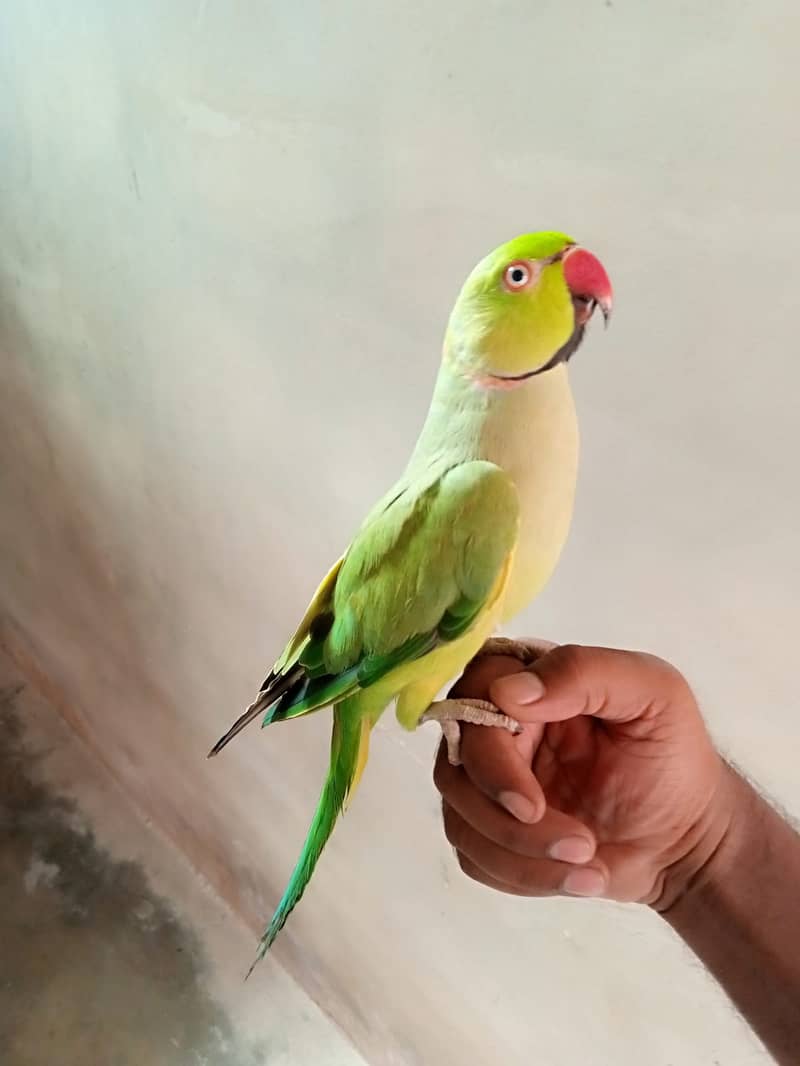 Parrots 1