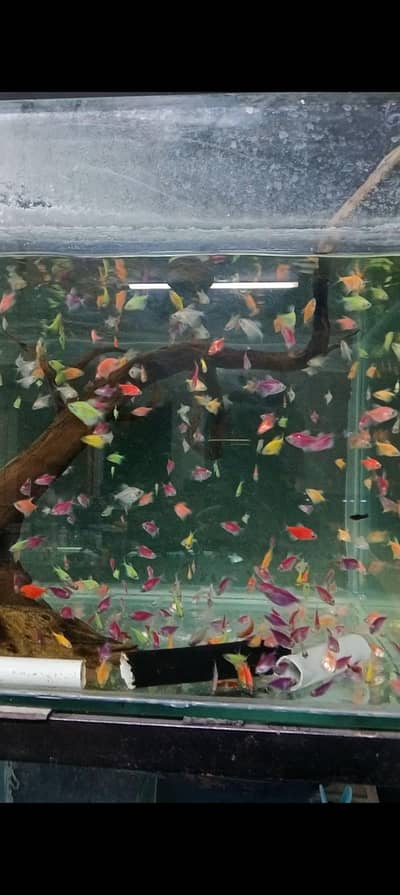 colour tetras, mascara barbs, oscars