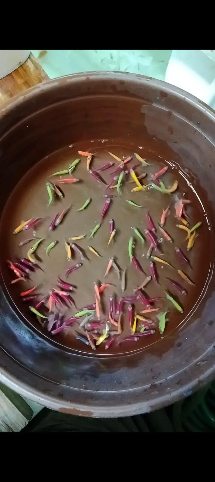 colour tetras, mascara barbs, oscars — photo 2