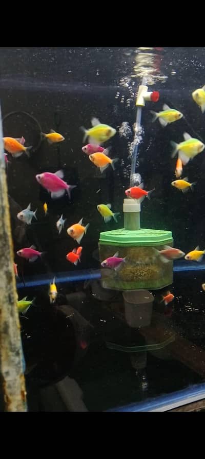 colour tetras, mascara barbs, oscars