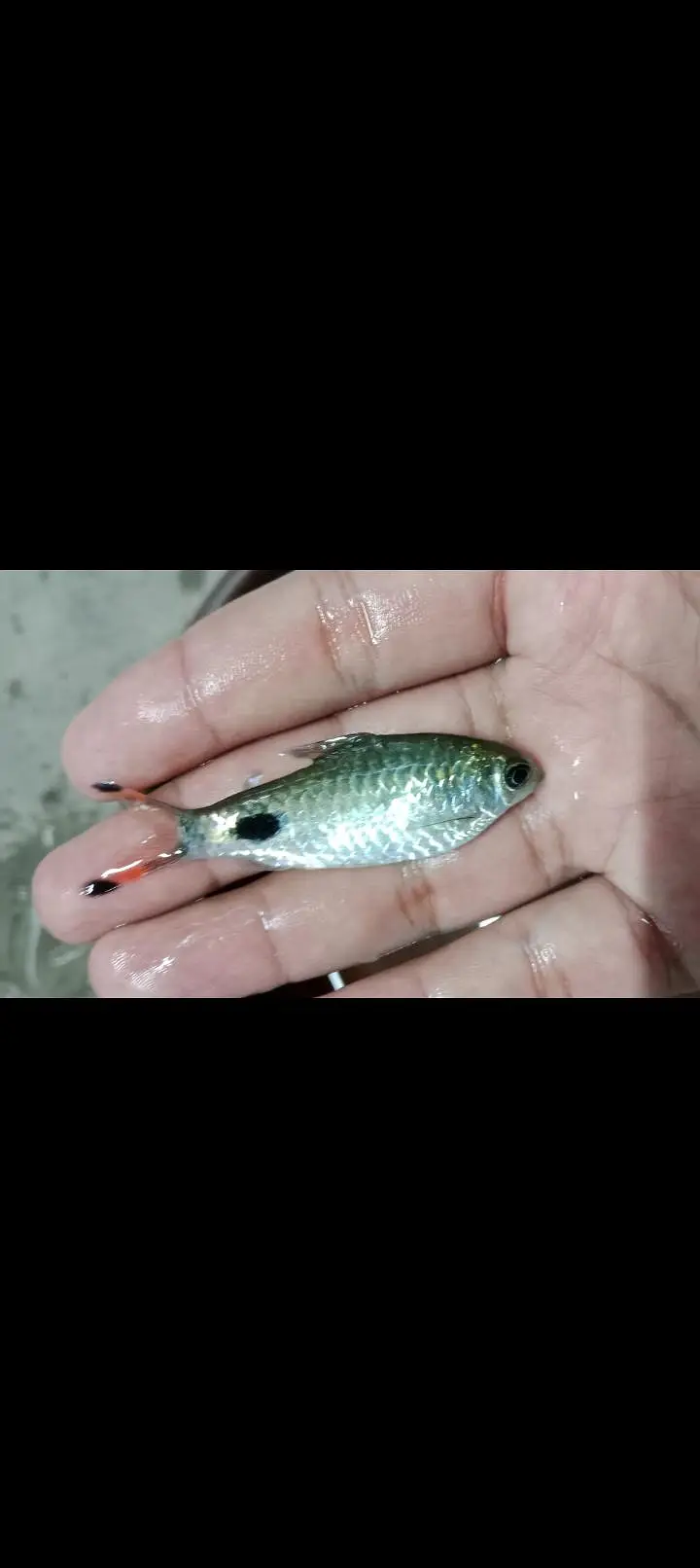 colour tetras, mascara barbs, oscars — photo 3