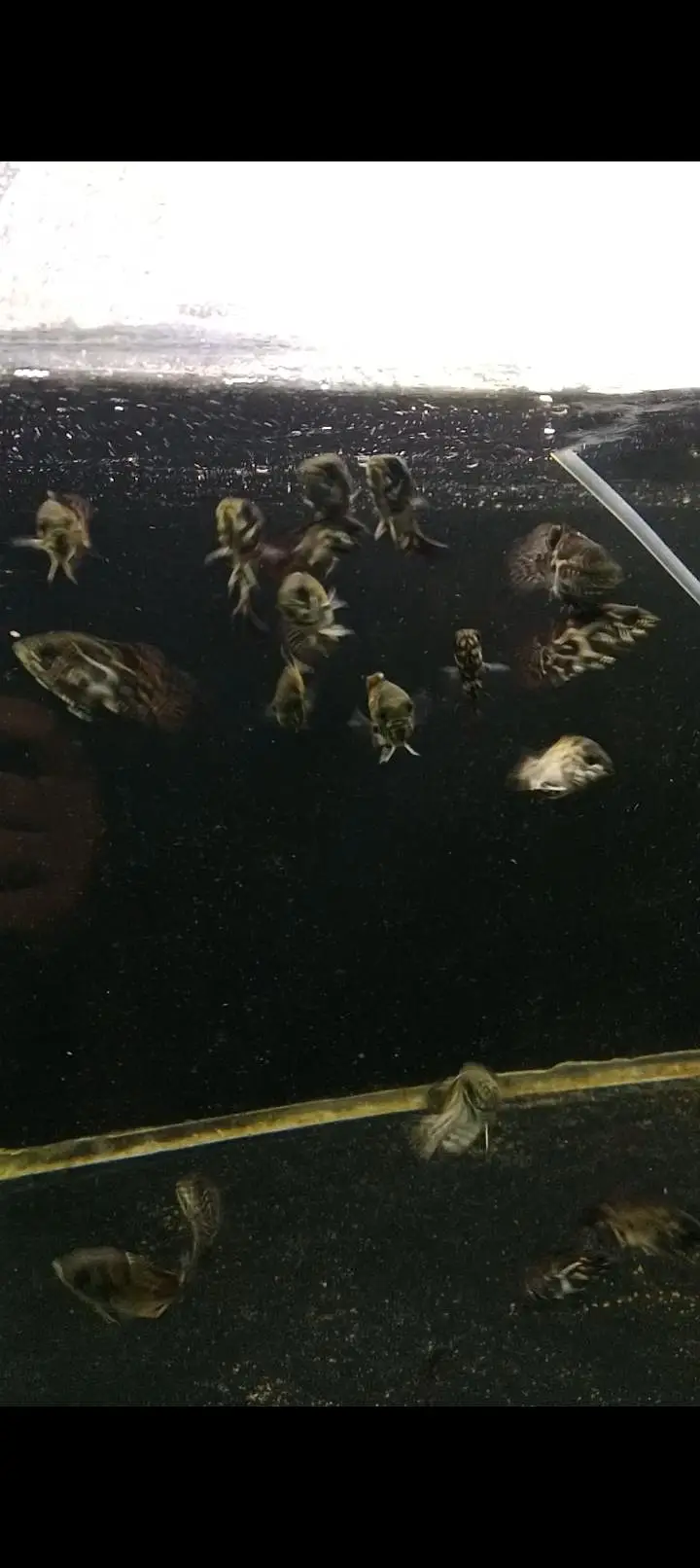 colour tetras, mascara barbs, oscars — photo 4