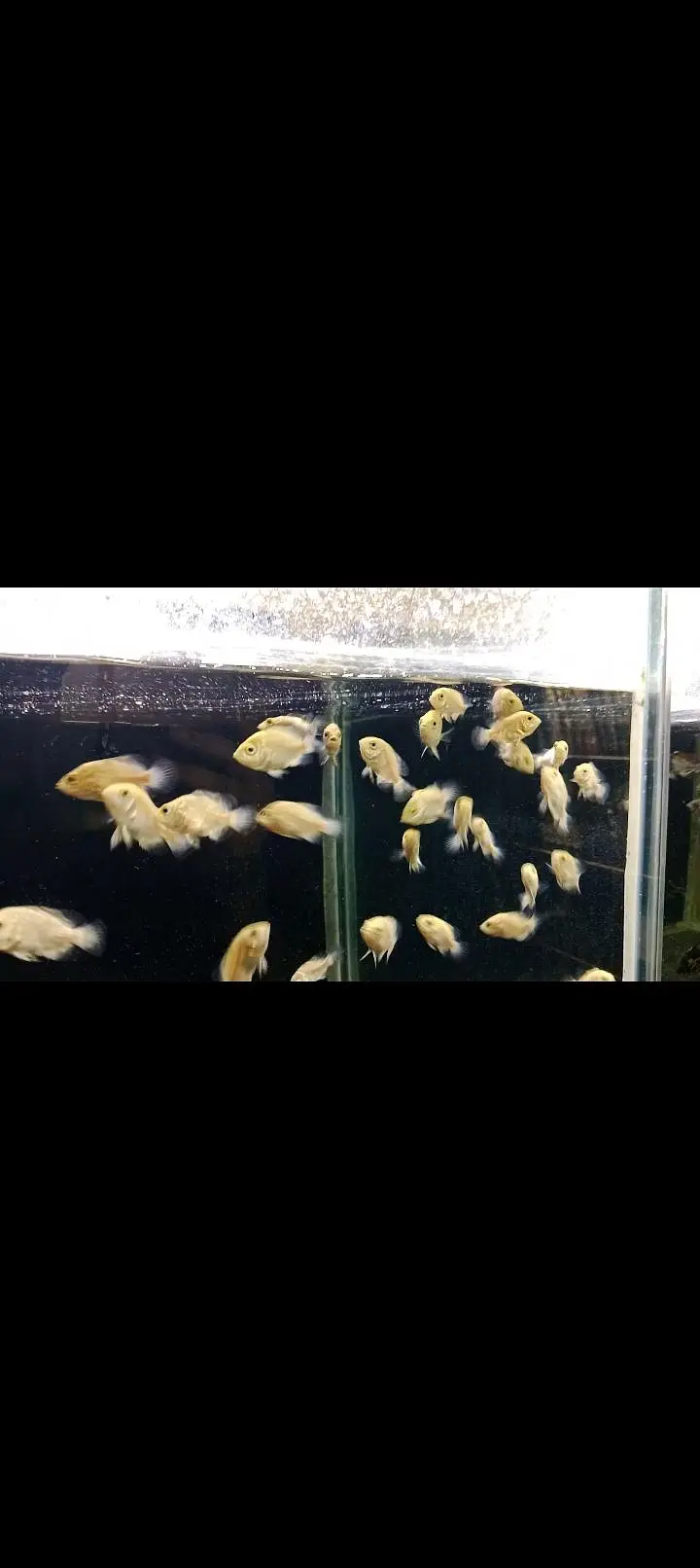 colour tetras, mascara barbs, oscars — photo 5