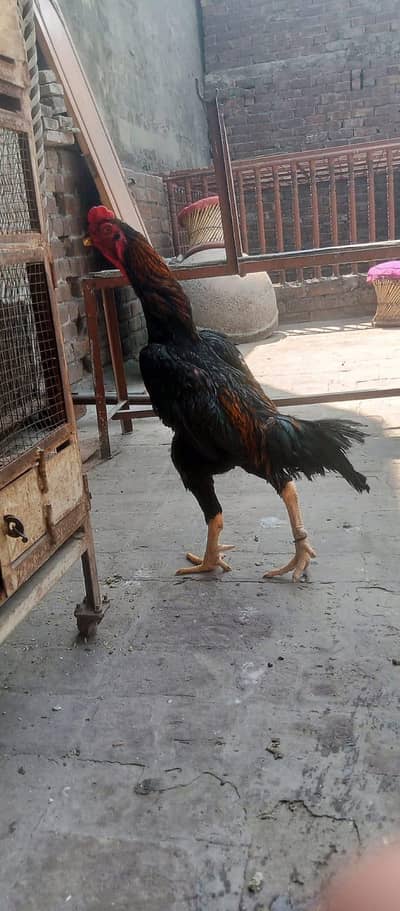 Pure German O shamo (Breeder)