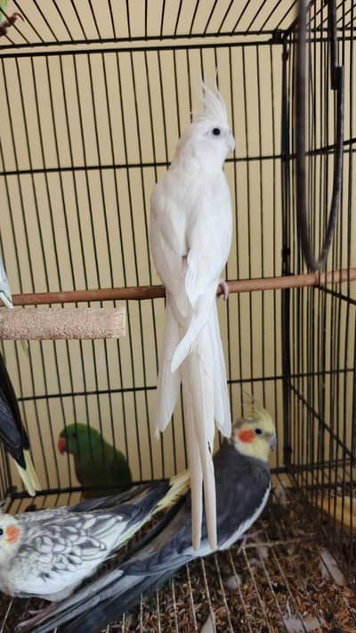 Cocktails males For Sale 3000 Per