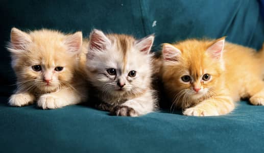 Kittens for sale