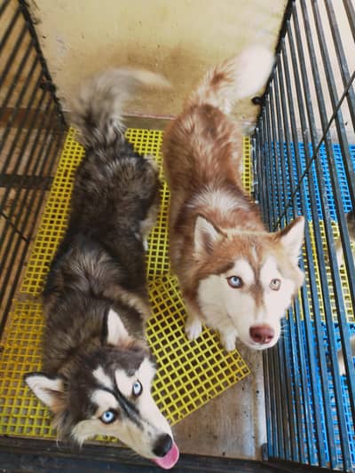 Siberian husky odd eyes and blue eyes pair