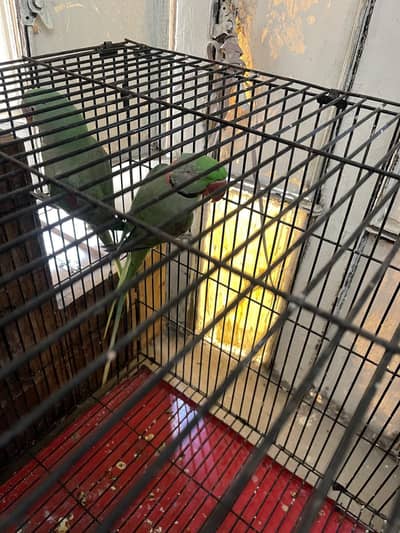 Raw parrot breeder pair for sale