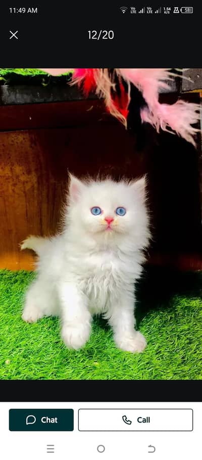 Persian white car baby