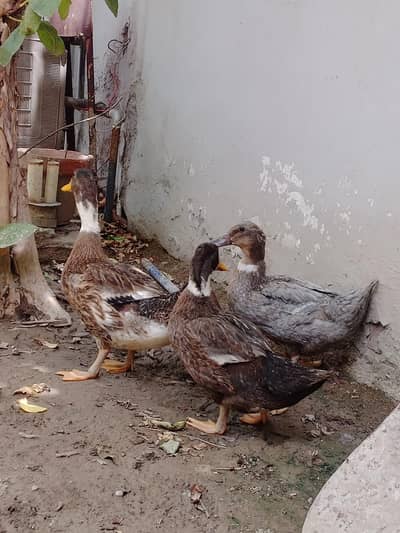 ducks beautiful active and healthy. . 03226968556
