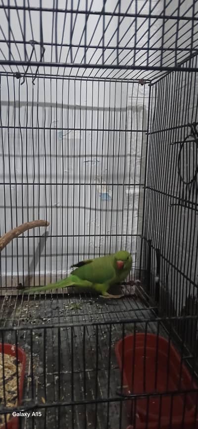 green parrot femal