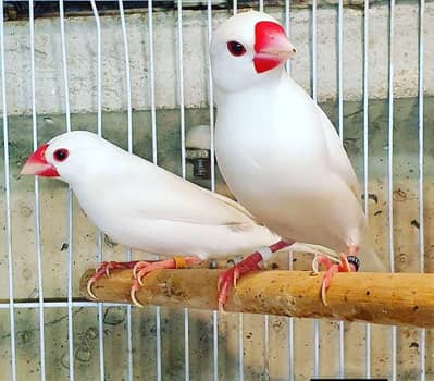 Java Breeder pairs & Albino red eye ring bird dna male