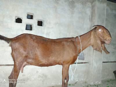 naghri bakri