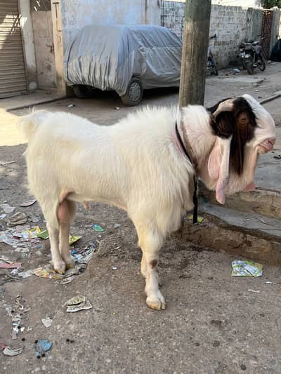 Gulabi Breeder Bakra – Cross Karwane Ke Liye Available