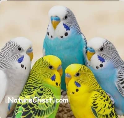 breeder budgies for sale