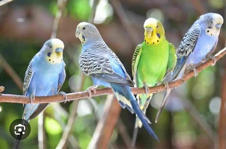 breeder budgies for sale — photo 2