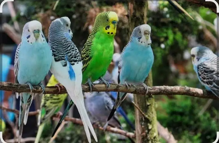breeder budgies for sale — photo 3