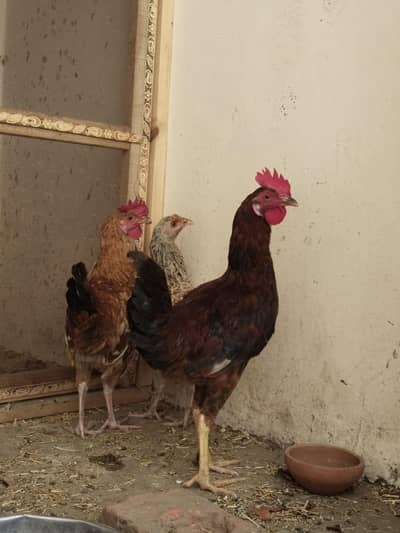 pure desi hen