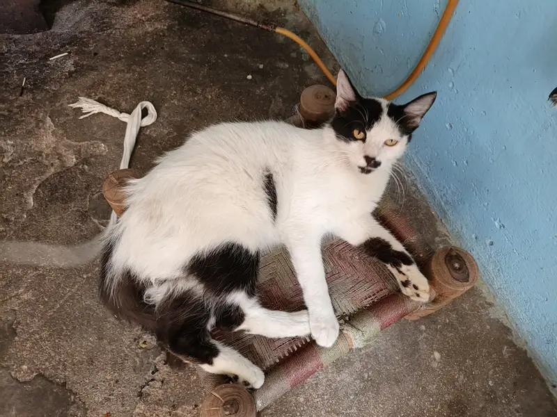 Cat for sell