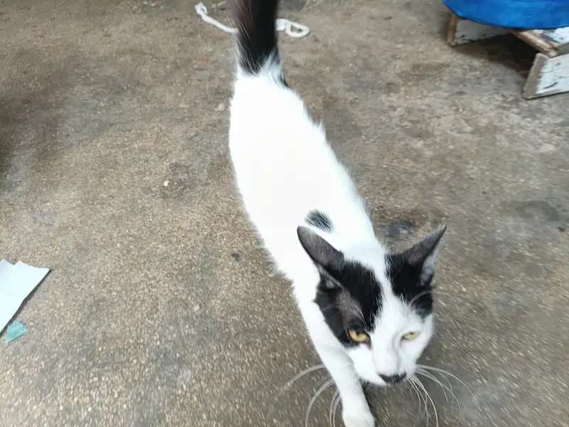 Cat for sell — photo 2