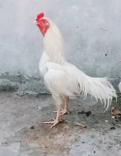 Heera aseel patha band jor paper white cargo possible 0337,51,90,943