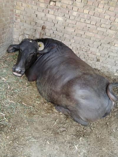 Blue Ravi buffalo for sale 03216899409