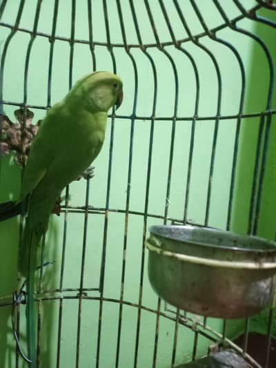 parror Female