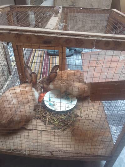 rabbit ke jori hai Sath ma pinjra b 4000