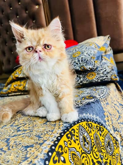 pure persian piki kitten