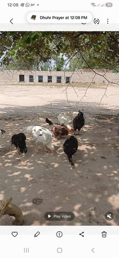 Mix hens for sale. 3 Hens egg  laying