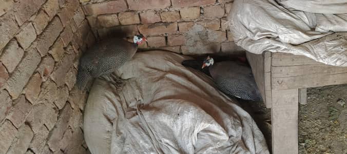 male and female