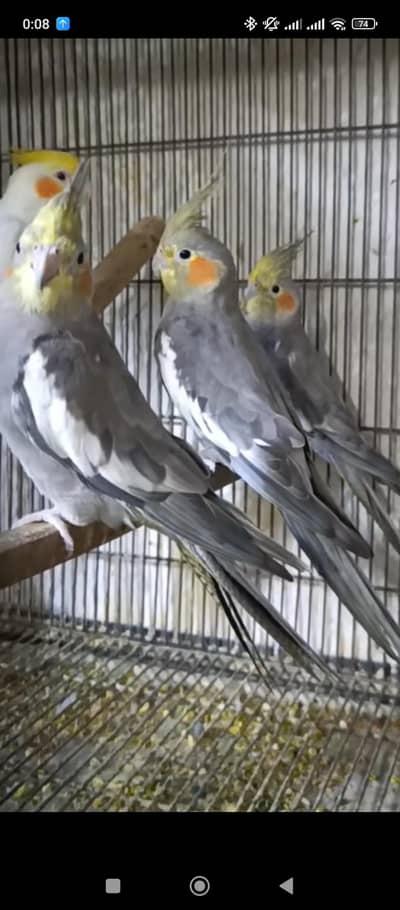 cocktail parrot for sale male female Available