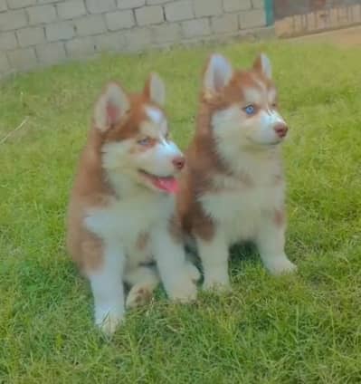 Siberian Husky Puppy |  Husky | Wolly coat | Dog Puppies sale